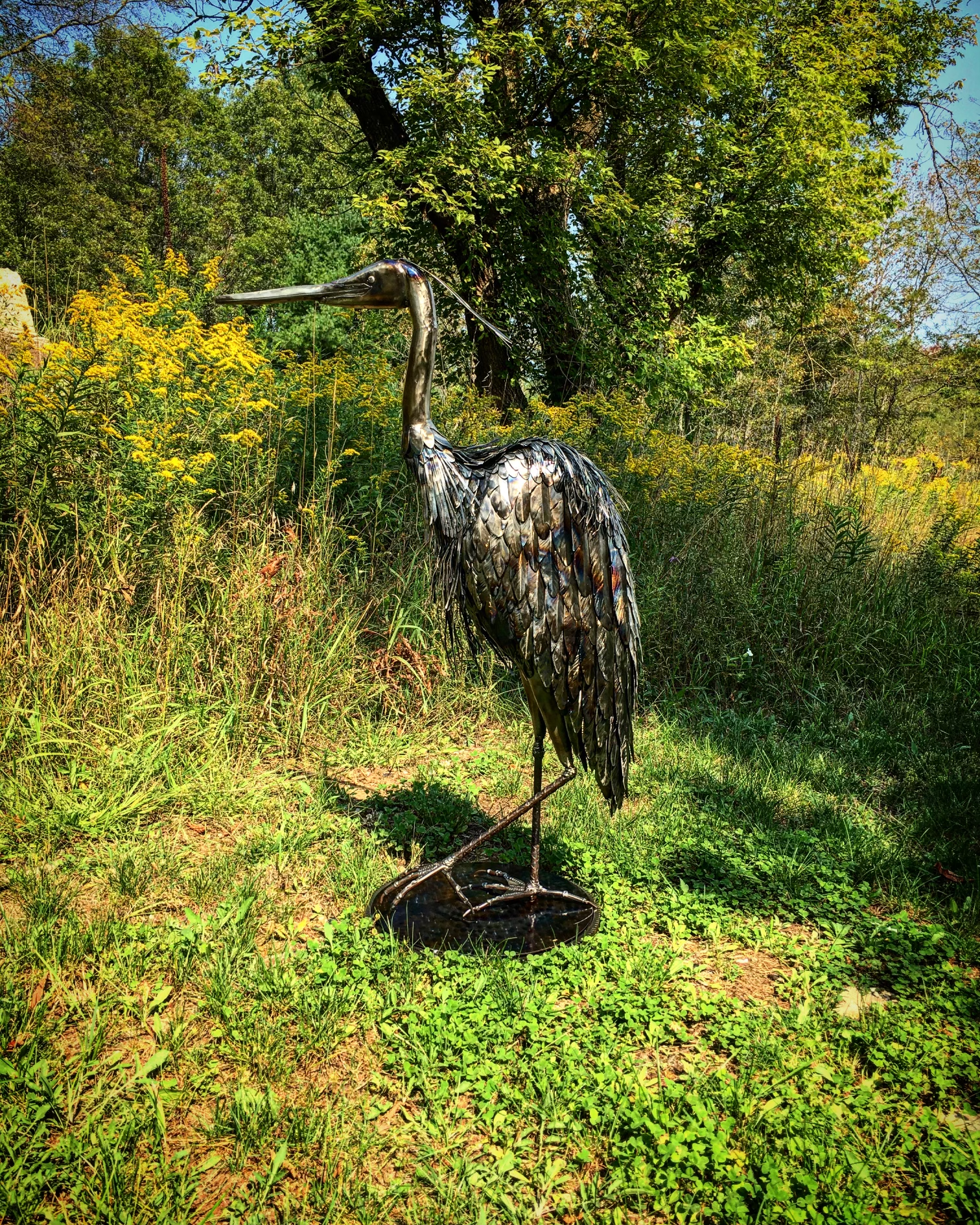 steel blue heron